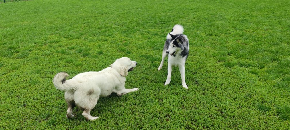Amy & Sibirischer Husky
